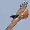 freeridebirdhawk