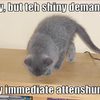 funny-pictures-cat-pays-attention-to-shiny-thing