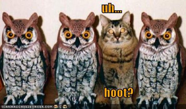 funny-pictures-cat-poses-as-an-owl