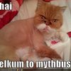 funny-pictures-mythbuster-cat