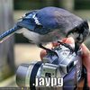 funny-pictures-there-is-a-jay-on-your-camera