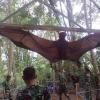 giant-fruit-bat