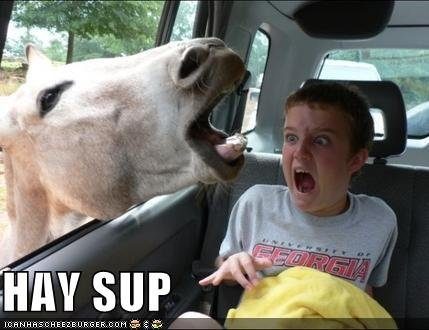 horse-says-hi
