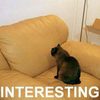 interesting-couch-cat-irony