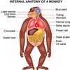 internal-anatomy-of-a-monkey