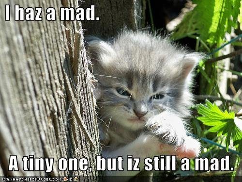 kitten-is-mad