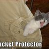kitten-is-your-pocket-protector