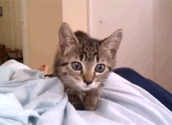 kitten-pounce
