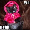 kitten-wears-coat