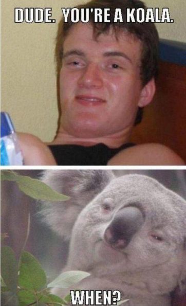 koala-when