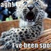 leopard-has-been-spotted