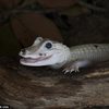 leucistic-white-gator