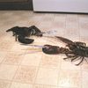 lobsters-with-knives