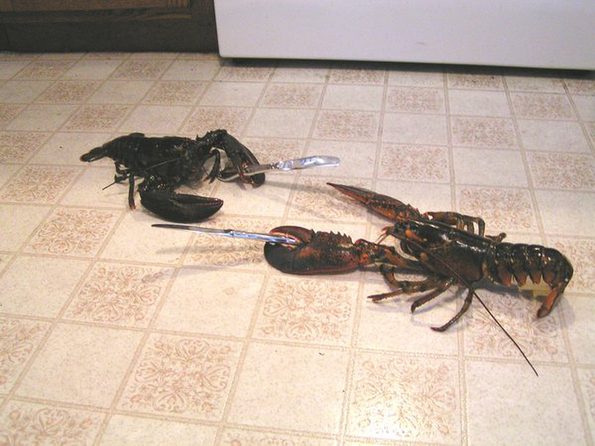 lobsters-with-knives