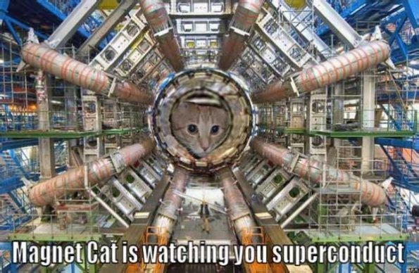 magnet-cat