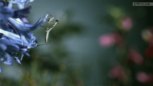 mantis_caught_by_chameleons_tongue