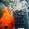 omg-bubbles-fish