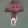 osprey-diving