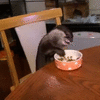 otter-eating-at-my-desk