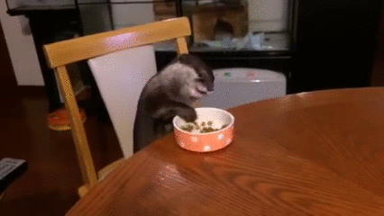 otter-eating-at-my-desk