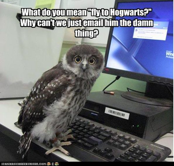 owl-does-not-want-to-fly