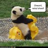panda-has-steed