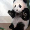 panda-will-let-you-take-the-bamboo
