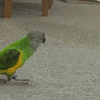 parrot-is-playing-dead