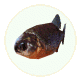 piranha