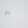 polar-bear-in-a-blizzard-in-alaska
