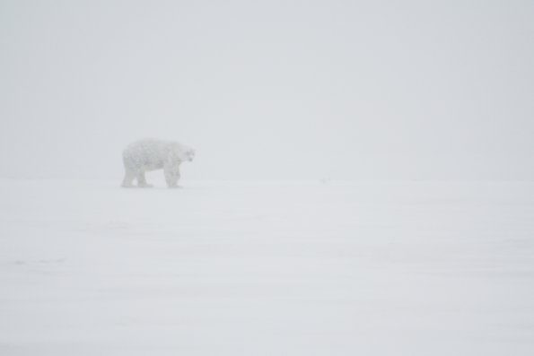 polar-bear-in-a-blizzard-in-alaska