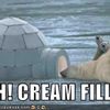 polar-bears-find-an-igloo-with-cream-filling