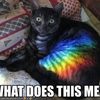 rainbow-cat-meaning