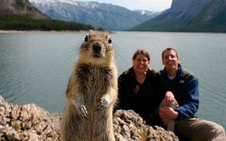 scene-stealing-squirrel