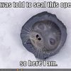 seal-seals-an-opening