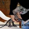 shadow cat sacrifice