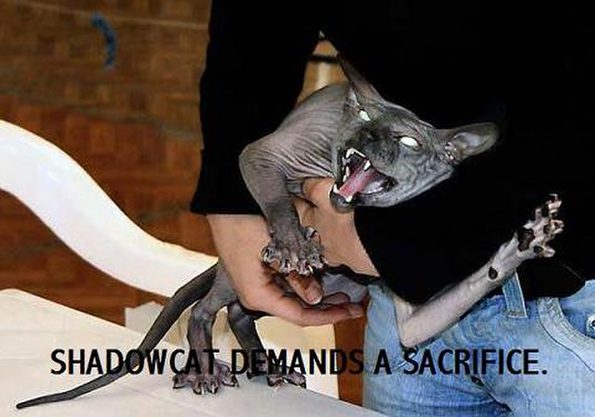 shadow-cat-sacrifice