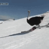 skiing-ostrich