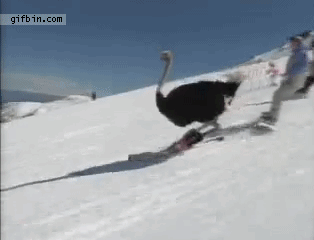 skiing-ostrich