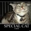 specialcat