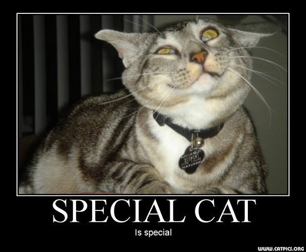 specialcat