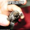 sprize-turtle