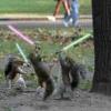 squirrels-lightsabers