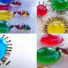 sugar-water-food-coloring-ants