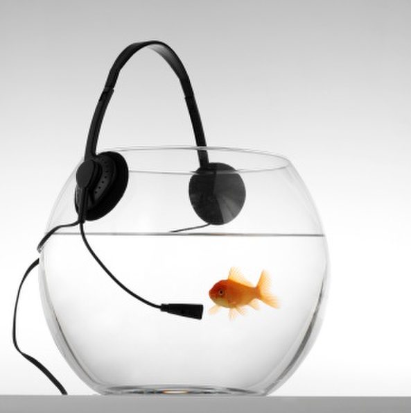 tech-support-fish