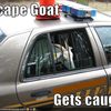 the-scape-goat-gets-caught