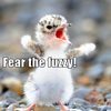 tiny-bird-is-fierce