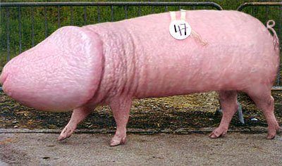 wurstel