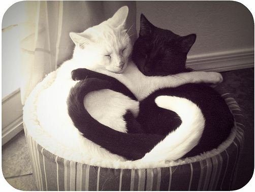 yin-yang-cats2