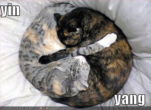 yin-yang-cats